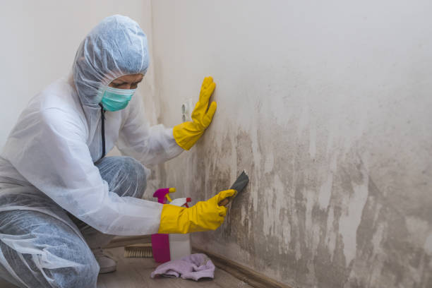 Best Black Mold Removal  in Verona, KY